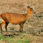 Mahavir Harina Vanasthali National Park