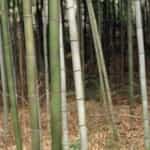 Bamboo & Grasses Garden