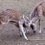 Jawahar Deer Park