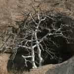 Gyrocarpus americanus Tree without leaves at Bhongir fort